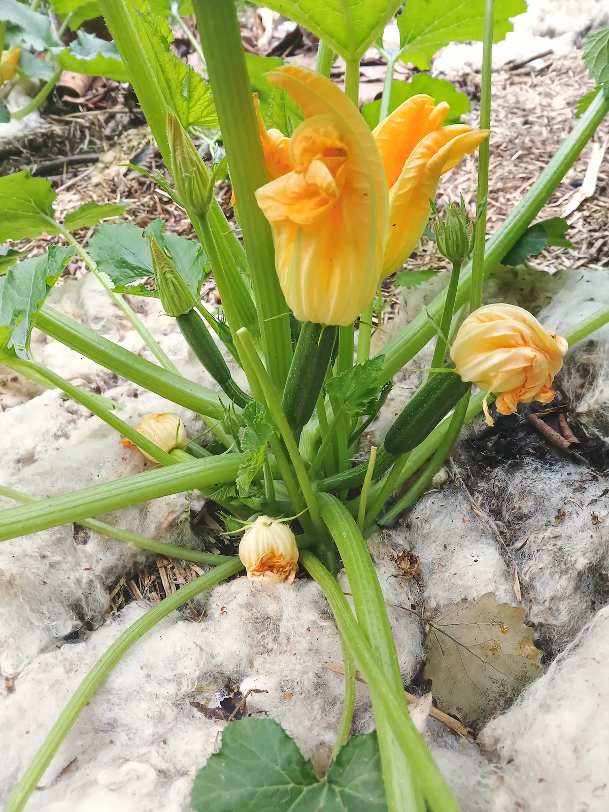 Lampaanvillarouhe katteena kesäkurpitsalle