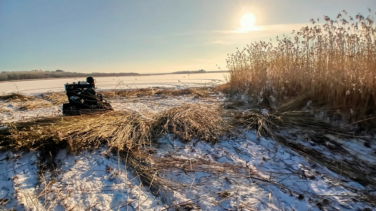 Järviruo'on niitto järvellä