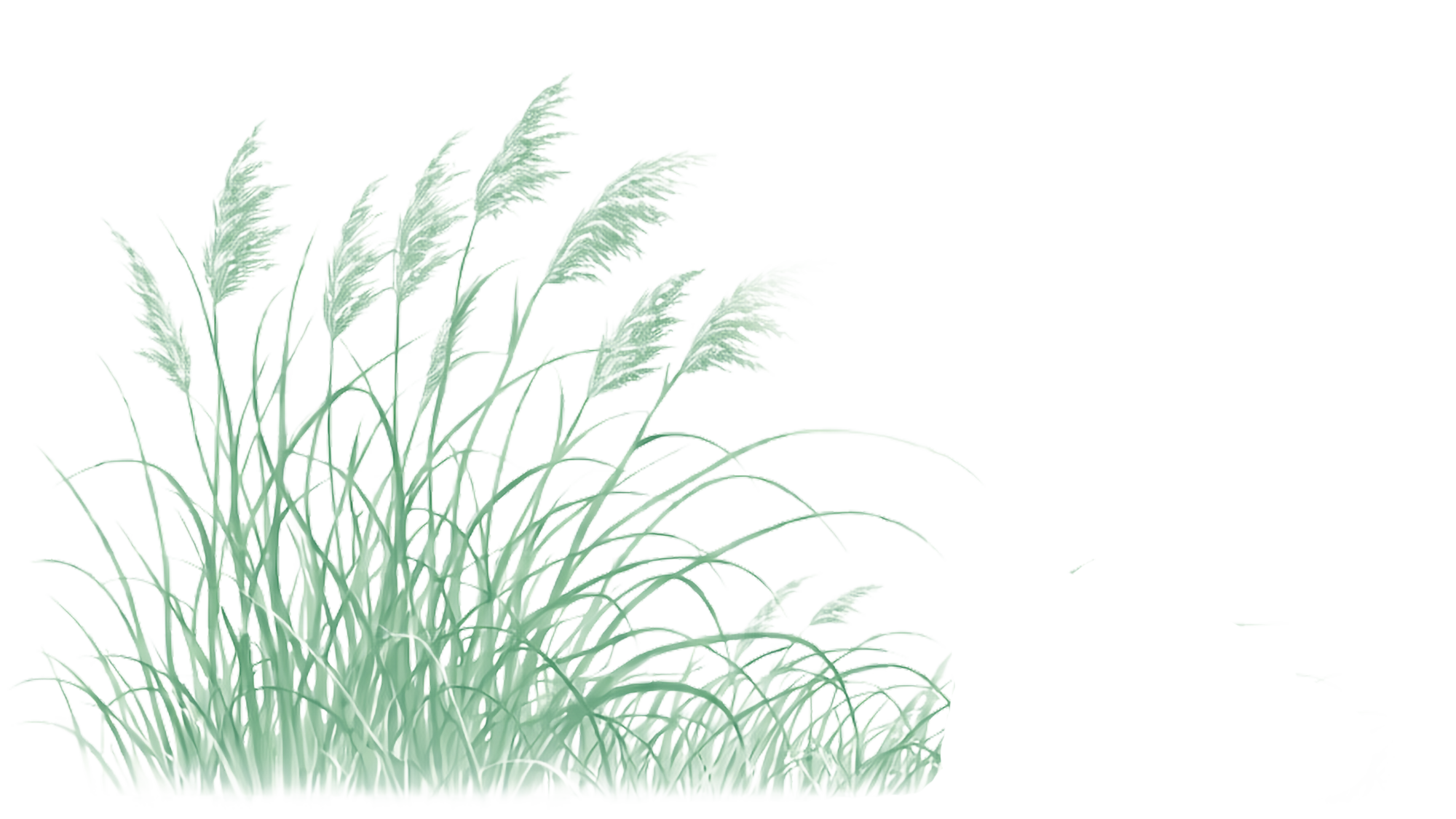 Piirretty järviruoko kasvi