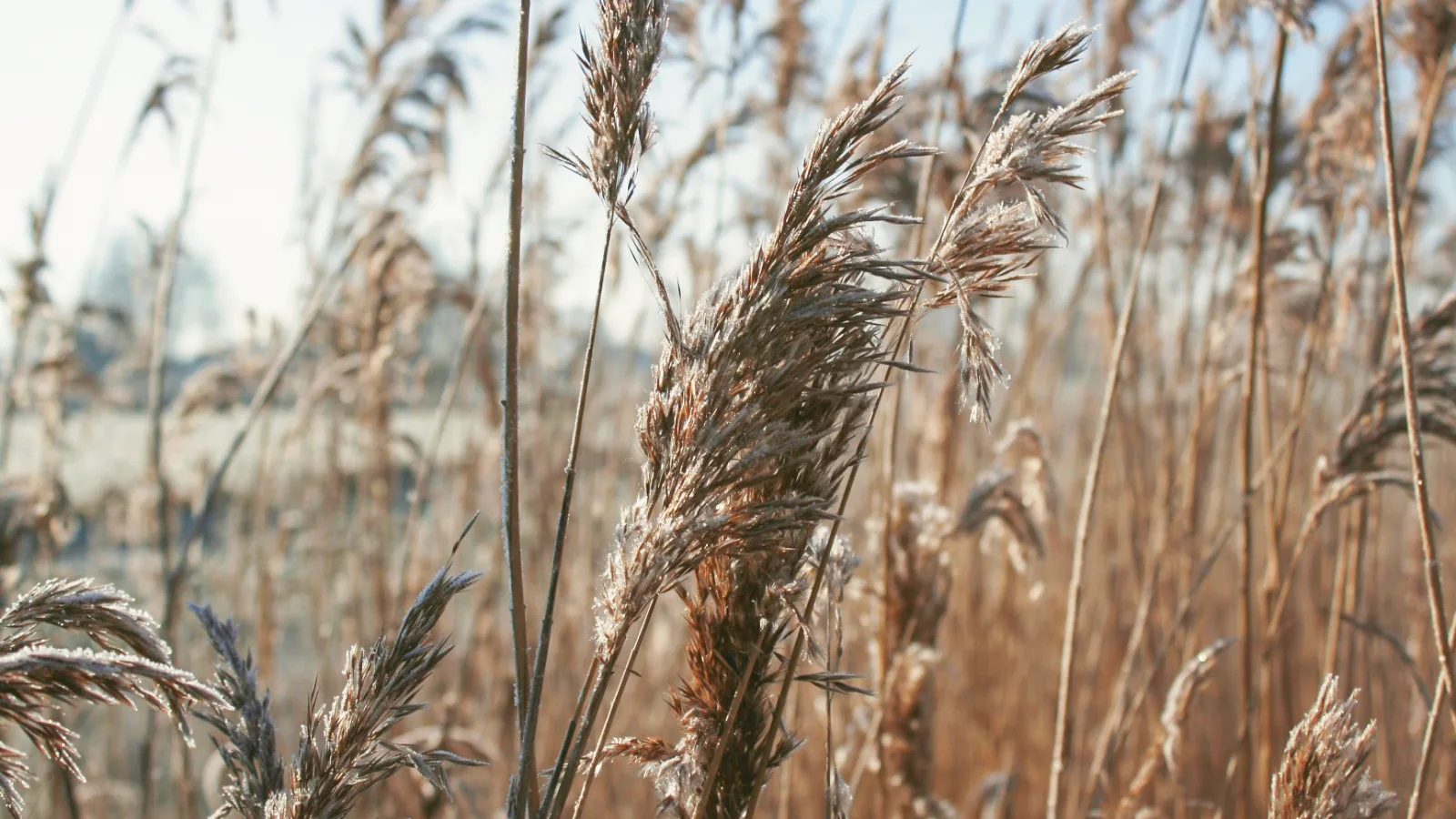 Kunnostettu ranta järven rannalla